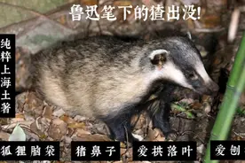 鲁迅笔下的“猹”出没上海中心城区！它到底是什么动物？图片