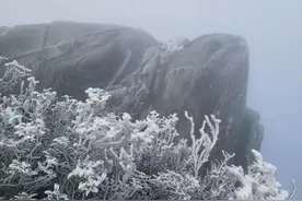 冷！冷！冷！刚刚泉州出现雾凇！厦门最低温2.5℃！气温大跳水图片