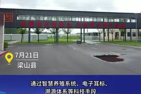 强产业 优环境 拼经济 促发展丨年繁育肉牛3000头 打造全国最大的鲁西黄牛繁育基地图片