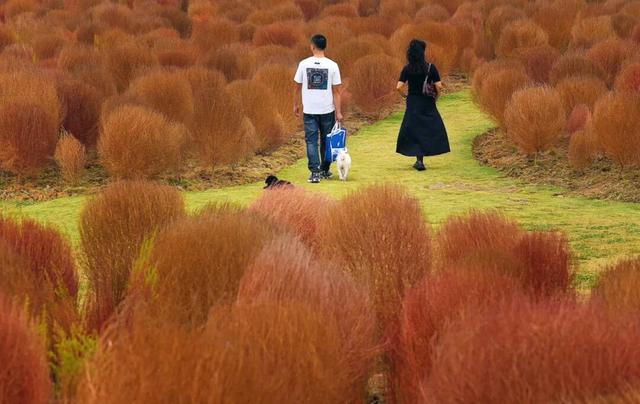 收藏这套双流秋天专属色卡，跟着拍，出片率100%