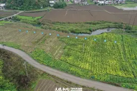 【绿色发展】300万棵“摇钱树”！遵义汇川区山桐子苗木出圃图片