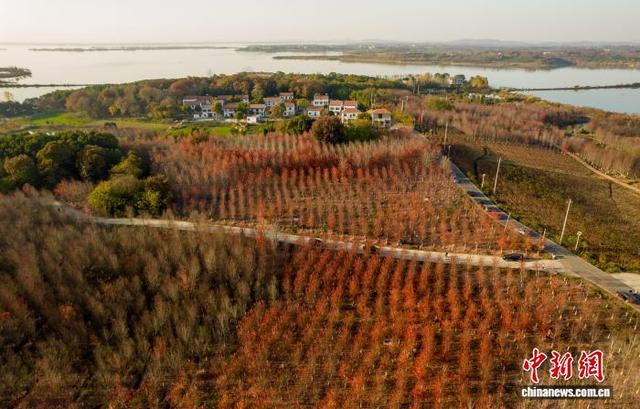 武汉江夏红枫林吸引游客观赏