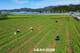 龙里湾滩河：小小豌豆尖做出大产业 助力乡村振兴图片