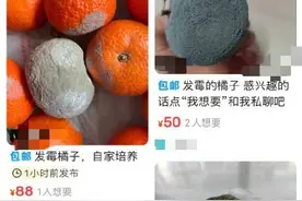 医生称发霉橘子或致真菌感染 出现呼吸道症状图片