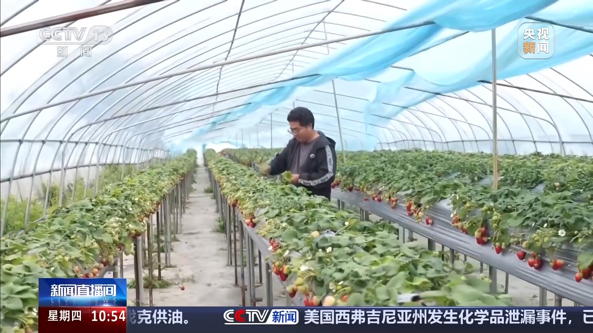 智能园艺赋能家庭种植 阳台种菜催生现代农业新赛道 - 图画吧TUHUABA