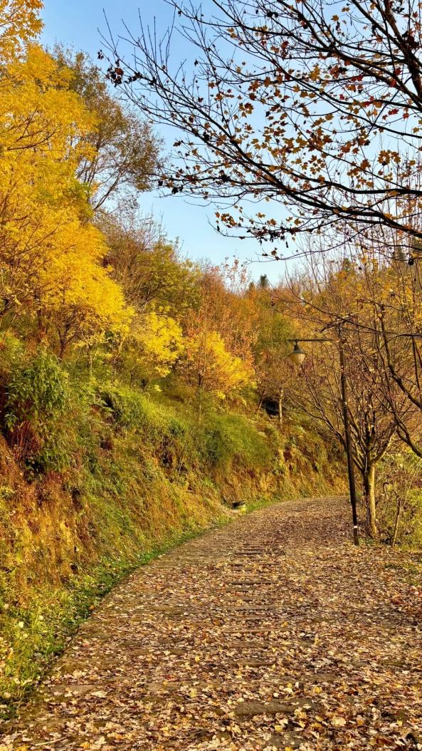 重庆秋色“天花板”火了！最快1小时飚拢！