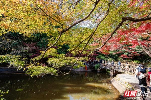 湖南烈士公园槭树湾：深秋不可错过的城市彩色秘境