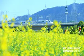 光明欢乐田园油菜花开“满地金”游客接待量同比增长101%图片