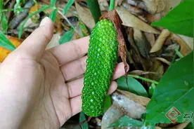 有一种叫云南的生活| 来镇沅寻觅山间的奇特植物“山苞谷”图片