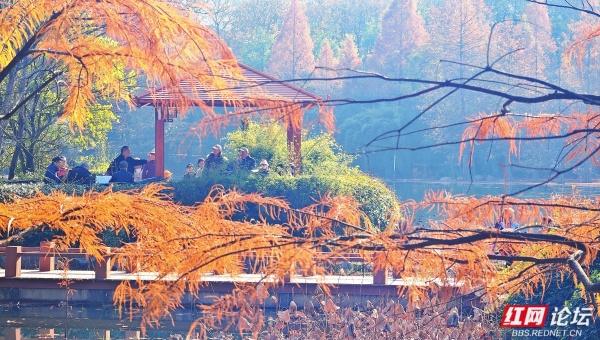 【每日一图@湖南】漫步粟雨湖畔，拾取水杉与冬光合写的暖意篇章