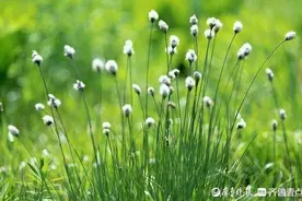 王玉新‖走在乡间的小路上图片