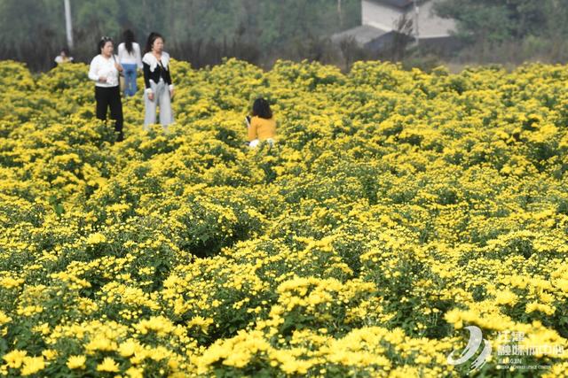 江津五举村：金丝皇菊盛开引客来