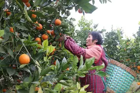 荣昌：柑橘“甜”到海外 果农笑逐颜开图片