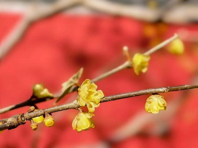 香山蜡梅，开啦！最佳观赏期至