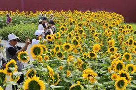 景山花海映红墙 两千平向日葵花海扮靓中轴线图片