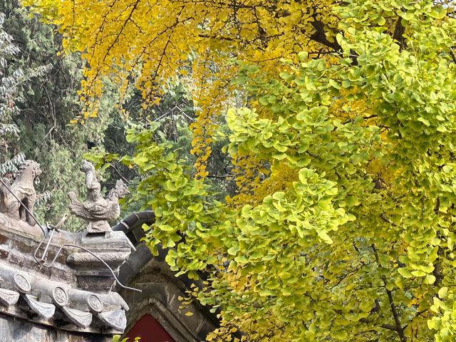 泰山壶天阁银杏披“金衣” 秋日美景引客来