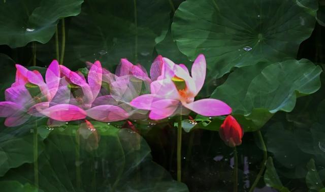 武烈河：夏日荷花开 生态画卷美