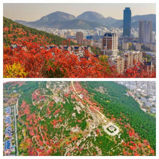“泉”在济南享金秋——“一城山色·登山打卡”带你来赏红叶啦！