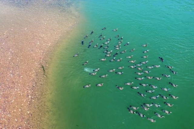 季节限定！洛阳些“海”人少景美，快出发！