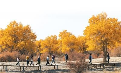 为金色胡杨撑起保护伞