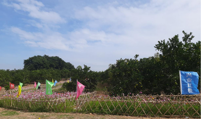 爆汁预警！廉江红橙限定版采摘路线→