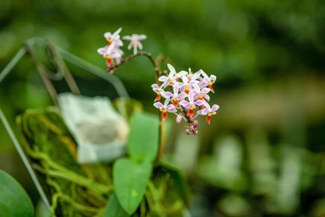 他初中毕业后终身不婚，荒野舍命工作20年，被一群博士封神