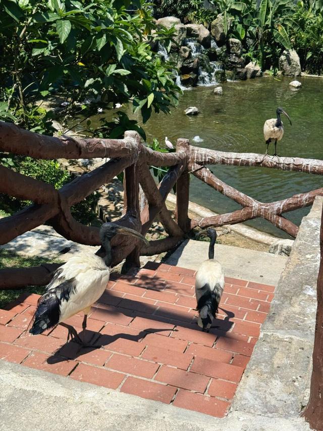 失序、猎奇，中国年轻人为什么还在去吉隆坡？