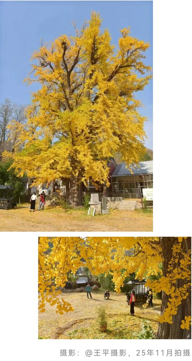 最后几天“黄金期”！济南的这些千年银杏等你打卡！