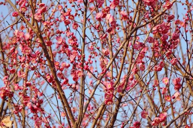 枝江2026年第一波梅花开了！