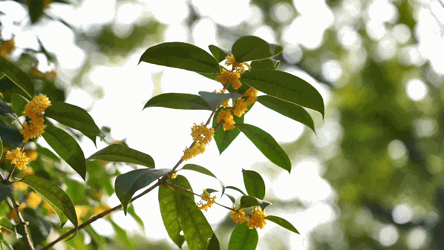 最好的秋天，在华师！