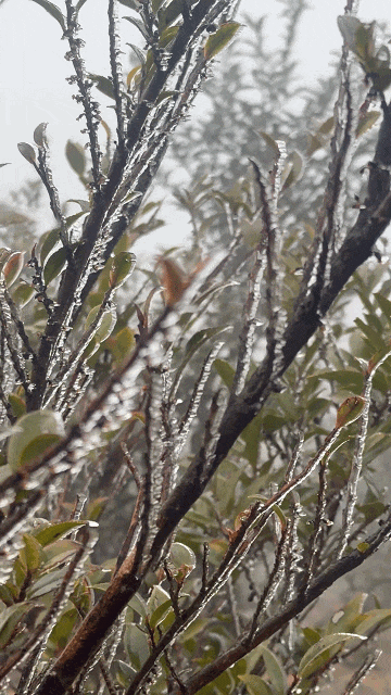 福建雨凇美景上线