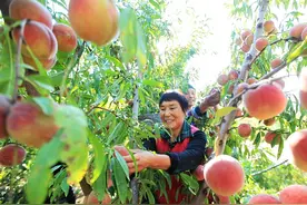 临沂：冬桃满枝喜获丰收图片
