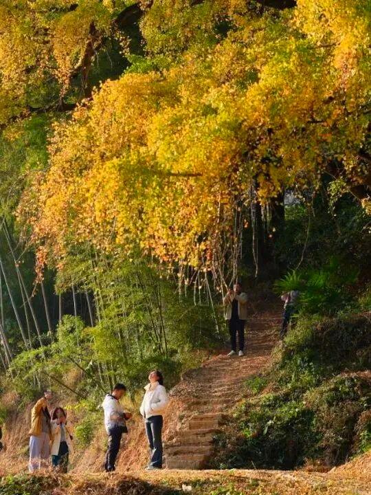 霸屏福安人朋友圈的这棵树即将进入最佳观赏期！时间就在…...