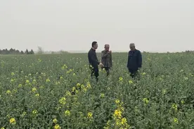 陕西杨凌：科技赋能 加快构建全域和美城乡共富实践样板图片