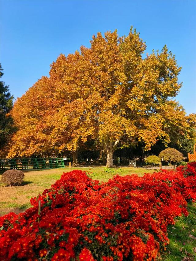 一键Get√氛围感！来这里，将海淀的秋收在镜头中——