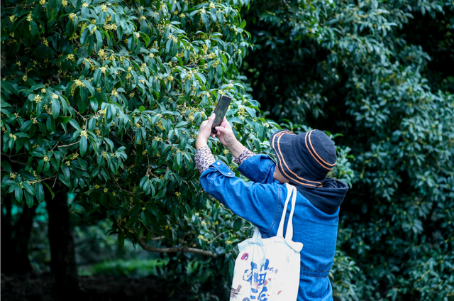 向日葵花海、满园桂花香！上海这个免费公园秋日氛围拉满→