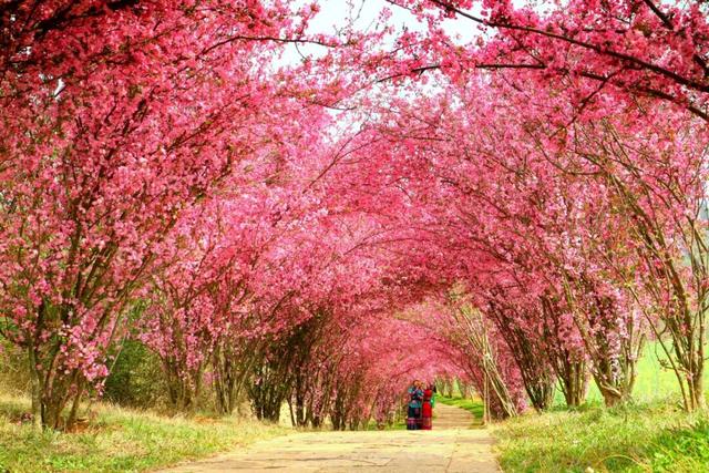3月7日至8日，女性游客免门票游乃古石林风景区