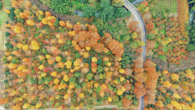 随手一拍都是大片！新都枫叶“封神”，快冲！