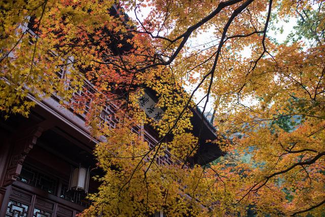 杭州初冬赏花指南，一场别样的“压轴花事”