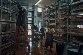 纽约市活禽市场因禽流感被下令关闭，员工匆忙出售剩余活鸡库存图片