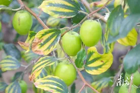 年产60万公斤！红海湾“石鼓青枣”你尝过吗？图片