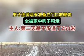 男子连续两天准备在门口放鞭炮，全被家中狗子叼走，主人:第二天差不多追了250米图片
