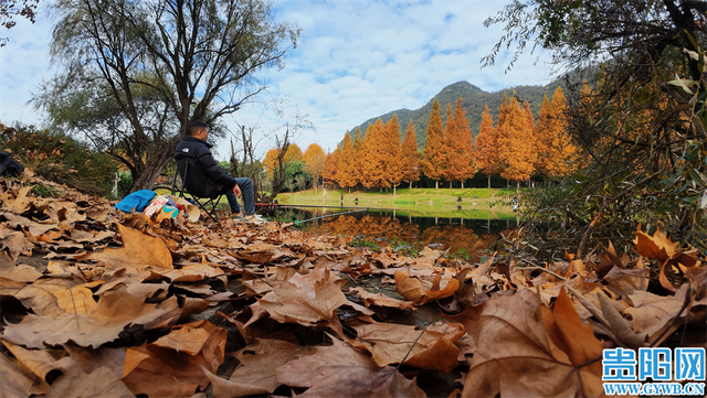 这含“金”量，不摆啦！贵阳的秋天，谁懂？
