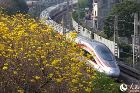 厦门：满城黄花迎春开图片