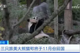 欢迎回家！3只旅美大熊猫11月回国图片