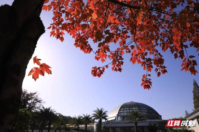 赏冬又有好去处！湖南省植物园彩叶植物进入观赏期
