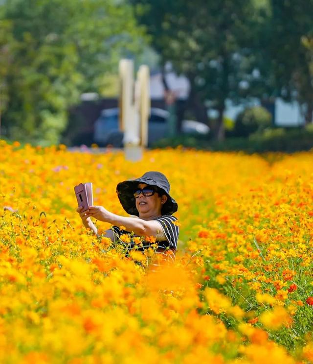 刷爆朋友圈！镇海这片绝美花海就藏在……