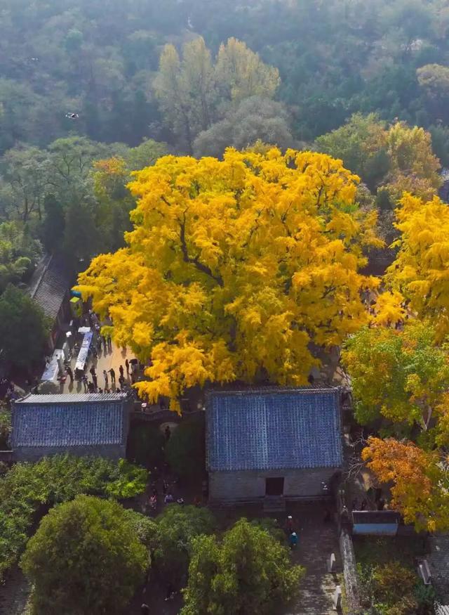 央视报道！就是现在！最佳赏叶期！还有玩法大升级……
