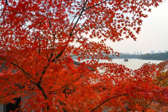 美翻了！南湖，正是红橙黄绿时