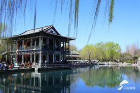 玉兰、连翘、樱花等竞相开放 济南五龙潭踏春赏花正当时图片
